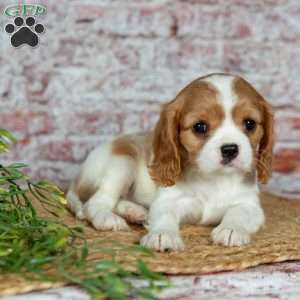 Havana, Cavalier King Charles Spaniel Puppy